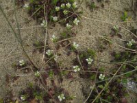 Cerastium diffusum 26, Scheve hoornbloem, Saxifraga-Rutger Barendse