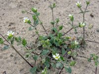 Cerastium diffusum 27, Scheve hoornbloem, Saxifraga-Ed Stikvoort