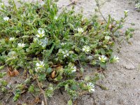 Cerastium diffusum 28, Scheve hoornbloem, Saxifraga-Ed Stikvoort