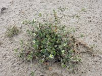 Cerastium diffusum 29, Scheve hoornbloem, Saxifraga-Ed Stikvoort