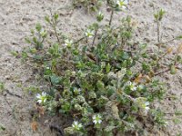 Cerastium diffusum 31, Scheve hoornbloem, Saxifraga-Ed Stikvoort