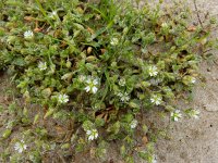 Cerastium diffusum 32, Scheve hoornbloem, Saxifraga-Ed Stikvoort