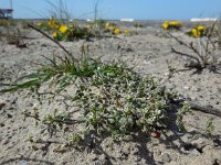 Cerastium diffusum 34, Scheve hoornbloem, Saxifraga-Ed Stikvoort