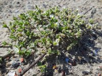 Cerastium diffusum 35, Scheve hoornbloem, Saxifraga-Ed Stikvoort