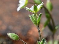 Cerastium diffusum 37, Scheve hoornbloem, Saxifraga-Sonja Bouwman