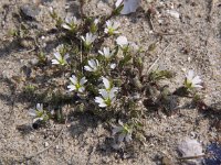 Cerastium diffusum 4, Scheve hoornbloem, Saxifraga-Peter Meininger