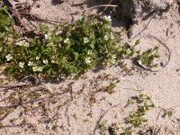 Cerastium diffusum 5, Scheve hoornbloem, Saxifraga-Peter Meininger