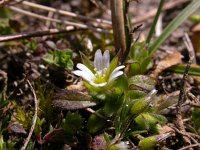 Cerastium diffusum 6, Scheve hoornbloem, Saxifraga-Peter Meininger