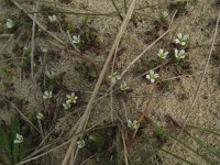 Cerastium diffusum 7, Scheve hoornbloem, Saxifraga-Rutger Barendse