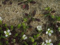 Cerastium diffusum 9, Scheve hoornbloem, Saxifraga-Rutger Barendse