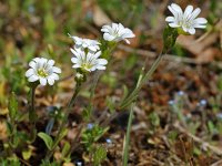 Cerastium fontanum 1, Gewone hoornbloem, Saxifraga-Willem van Kruijsbergen