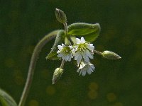 Cerastium fontanum 11, Gewone hoornbloem, Saxifraga-Jan van der Straaten