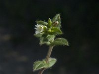 Cerastium fontanum 12, Gewone hoornbloem, Saxifraga-Jan van der Straaten