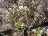 Cerastium fontanum 13, Gewone hoornbloem, Saxifraga-Jan van der Straaten