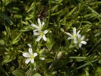 Cerastium fontanum 2, Gewone hoornbloem, Saxifraga-Jan van der Straaten