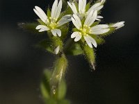 Cerastium fontanum 3, Gewone hoornbloem, Saxifraga-Jan van der Straaten