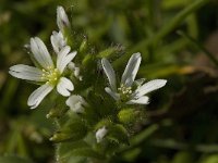 Cerastium fontanum 4, Gewone hoornbloem, Saxifraga-Jan van der Straaten