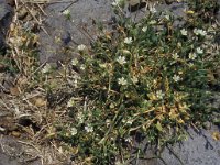 Cerastium fontanum 5, Gewone hoornbloem, Saxifraga-Piet Zomerdijk