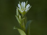 Cerastium fontanum ssp vulgare 10, Gewone hoornbloem, Saxifraga-Jan van der Straaten