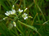 Cerastium fontanum ssp vulgare 14, Gewone hoornbloem, Saxifraga-Ed Stikvoort