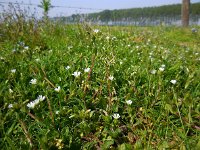 Cerastium fontanum ssp vulgare 15, Gewone hoornbloem, Saxifraga-Ed Stikvoort