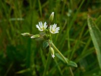 Cerastium fontanum ssp vulgare 16, Gewone hoornbloem, Saxifraga-Ed Stikvoort