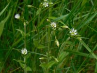 Cerastium fontanum ssp vulgare 17, Gewone hoornbloem, Saxifraga-Ed Stikvoort