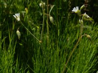 Cerastium fontanum ssp vulgare 18, Gewone hoornbloem, Saxifraga-Ed Stikvoort