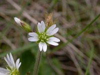 Cerastium fontanum ssp vulgare 6, Gewone hoornbloem, Saxifraga-Peter Meininger