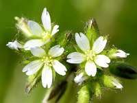 Cerastium glomeratum 14, Kluwenhoornbloem, Saxifraga-Sonja Bouwman