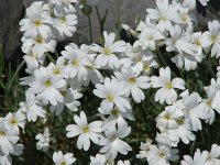 Cerastium grandiflorum 2, Saxifraga-Jasenka Topic