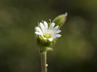 Cerastium pumilum, Dwarf Mouse-ear
