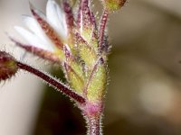 Cerastium pumilum 19, Steenhoornbloem, Saxifraga-Sonja Bouwman  1055. Steenhoornbloem - Cerastium pumilum - Caryophyllaceae familie (i)