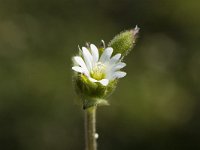 Cerastium pumilum 1, Steenhoornbloem, Saxifraga-Jan van der Straaten