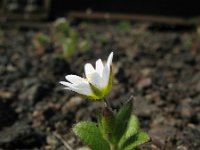 Cerastium pumilum 10, Steenhoornbloem, Saxifraga-Rutger Barendse