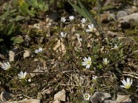 Cerastium pumilum 11, Steenhoornbloem, Saxifraga-Willem van Kruijsbergen