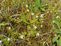 Cerastium pumilum 13, Steenhoornbloem, Saxifraga-Rutger Barendse