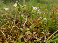 Cerastium pumilum 14, Steenhoornbloem, Saxifraga-Rutger Barendse