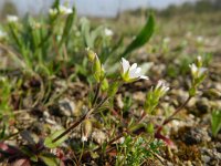 Cerastium pumilum 17, Steenhoornbloem, Saxifraga-Rutger Barendse