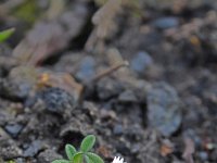 Cerastium pumilum 18, Steenhoornbloem, Saxifraga-Jeroen Willemsen