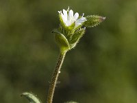 Cerastium pumilum 2, Steenhoornbloem, Saxifraga-Jan van der Straaten