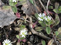 Cerastium pumilum 4, Steenhoornbloem, Saxifraga-Rutger Barendse