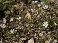 Cerastium pumilum 8, Steenhoornbloem, Saxifraga-Willem van Kruijsbergen