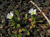 Cerastium pumilum 9, Steenhoornbloem, Saxifraga-Rutger Barendse