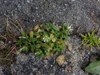 Cerastium semidecandrum 16, Zandhoorbloem, Saxifraga-Peter Meininger