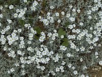 Cerastium tomentosum, Snow-in-summer
