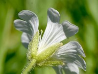 Cerastium uniflorum 29, Saxifraga-Sonja Bouwman  Cerastium uniflorum - Caryophyllaceae familie