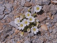 Cerastium uniflorum 30, Saxifraga-Luuk Vermeer