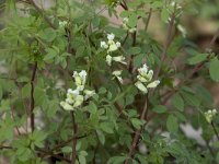 Ceratocapnos claviculata 14, Rankende helmbloem, Saxifraga-Willem van Kruijsbergen