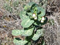 Cerinthe major ssp gymnandra 33, Saxifraga-Sonja Bouwman  Groot wasbloempje - Cerinthe major ssp. gymnandra - Boraginaceae familie